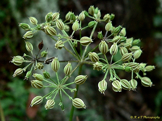 {Thaspium chapmanii}